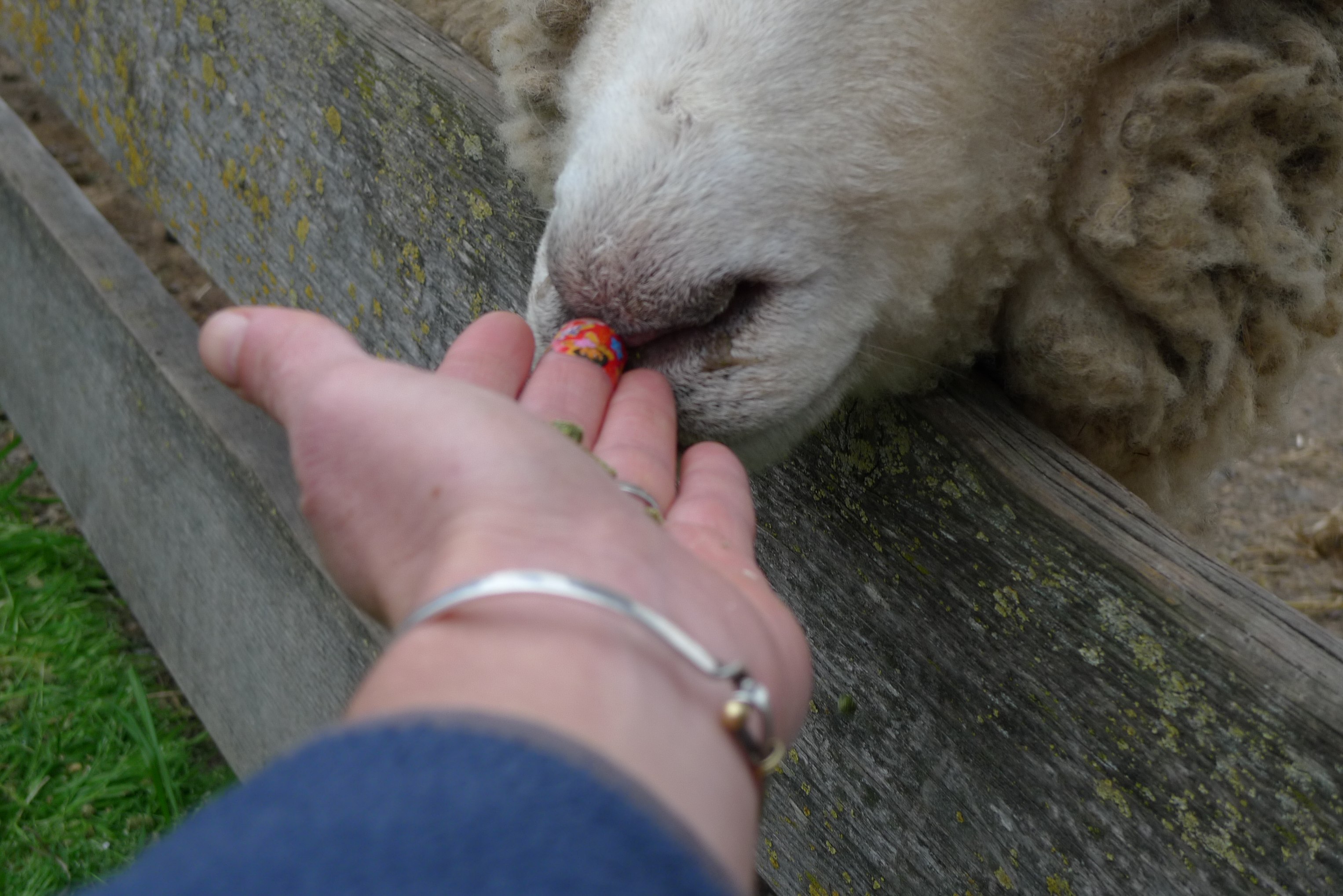 feeding the sheep 🙂