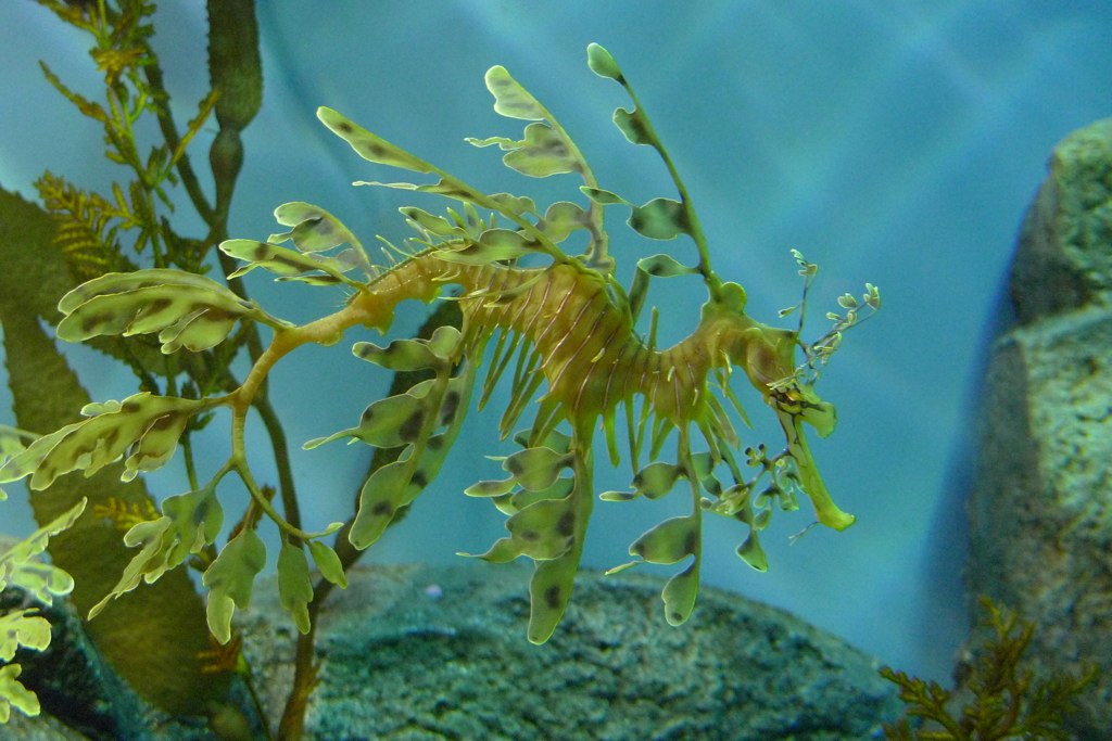 leafy sea dragon