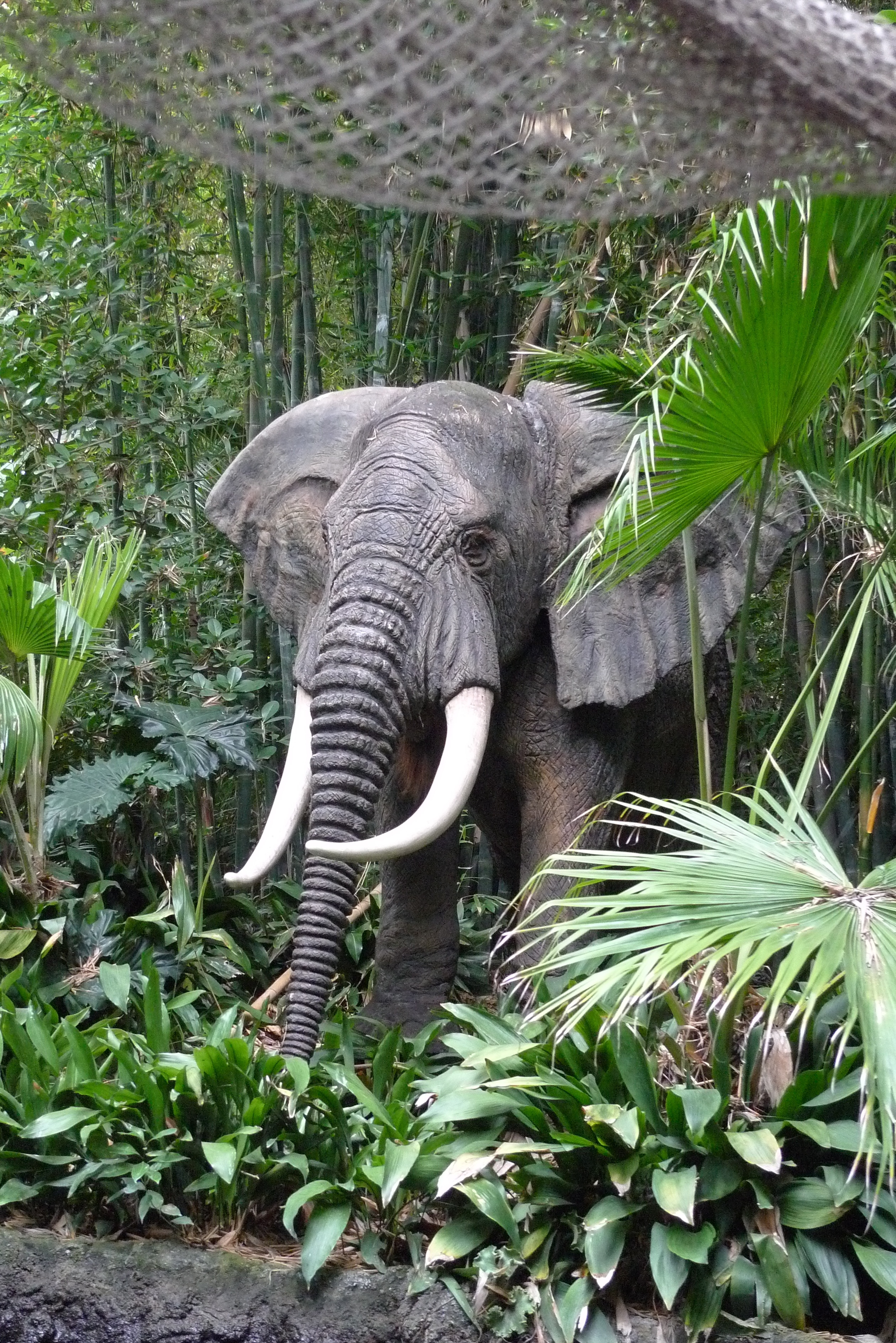 elephants