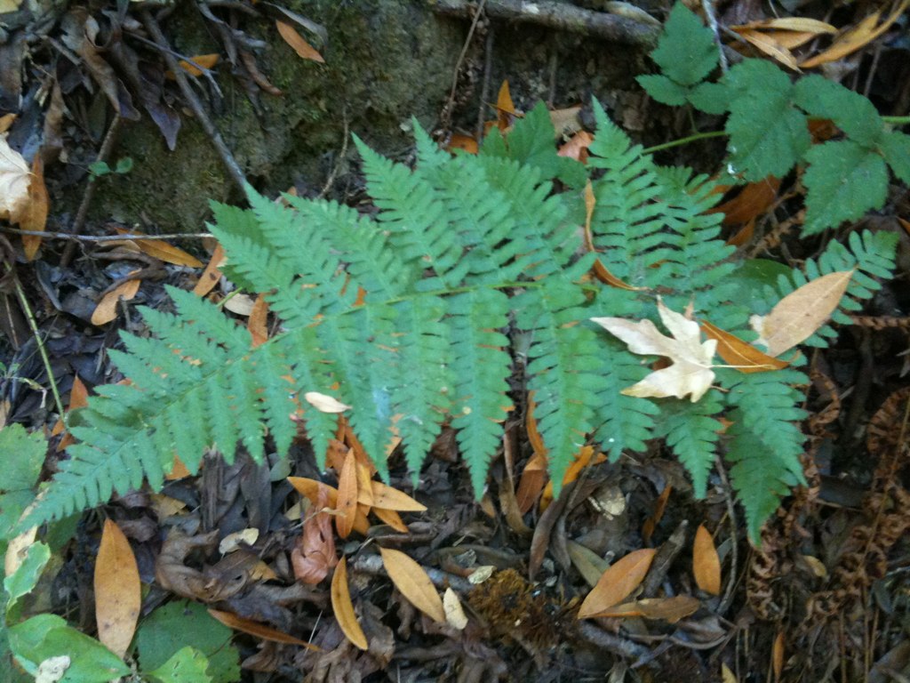 many beautiful ferns