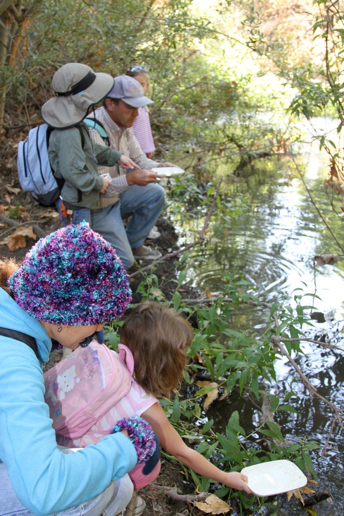 observing the Steven's Creek water