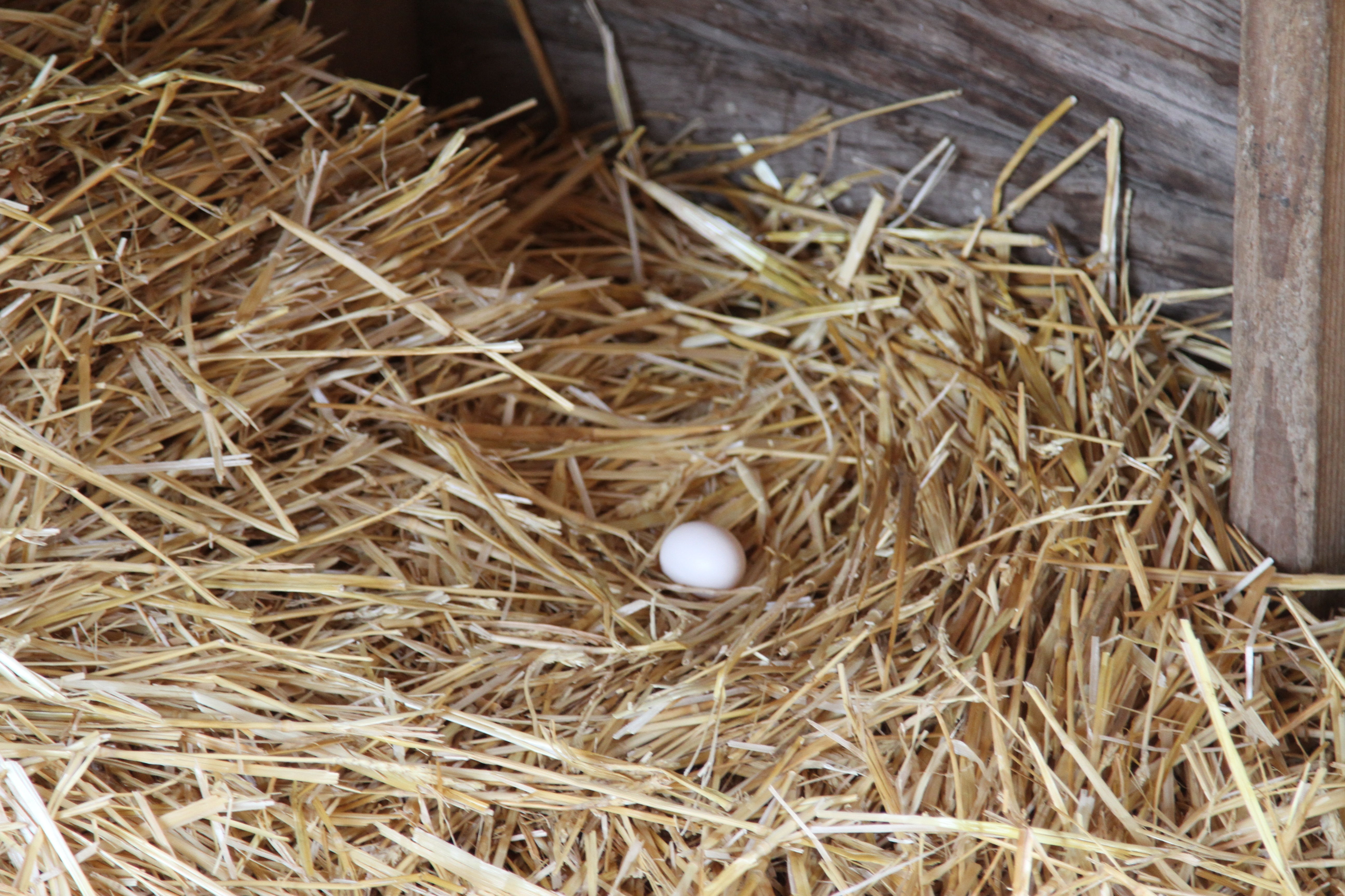 chicken that had laid an egg!