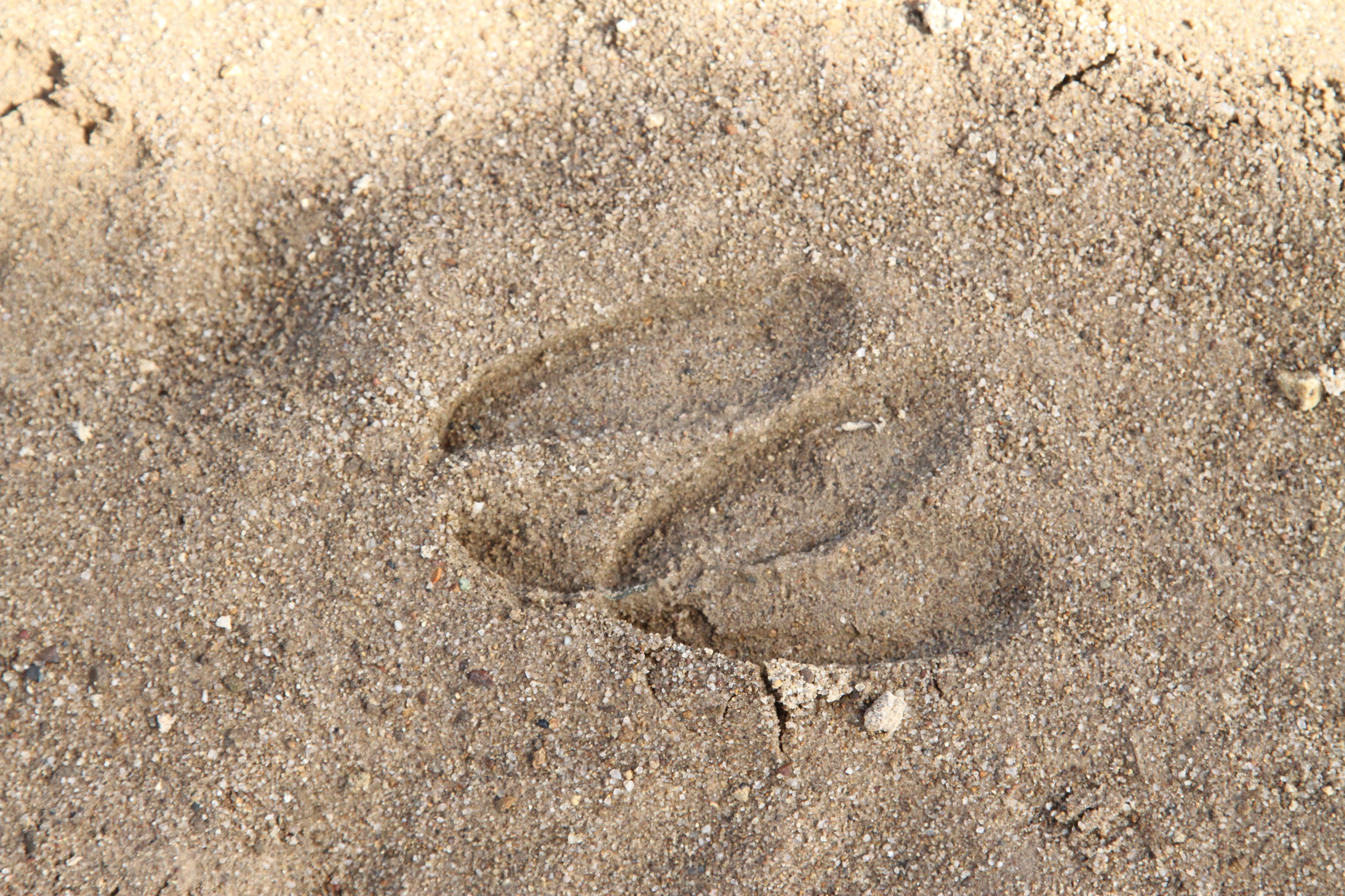 deer tracks