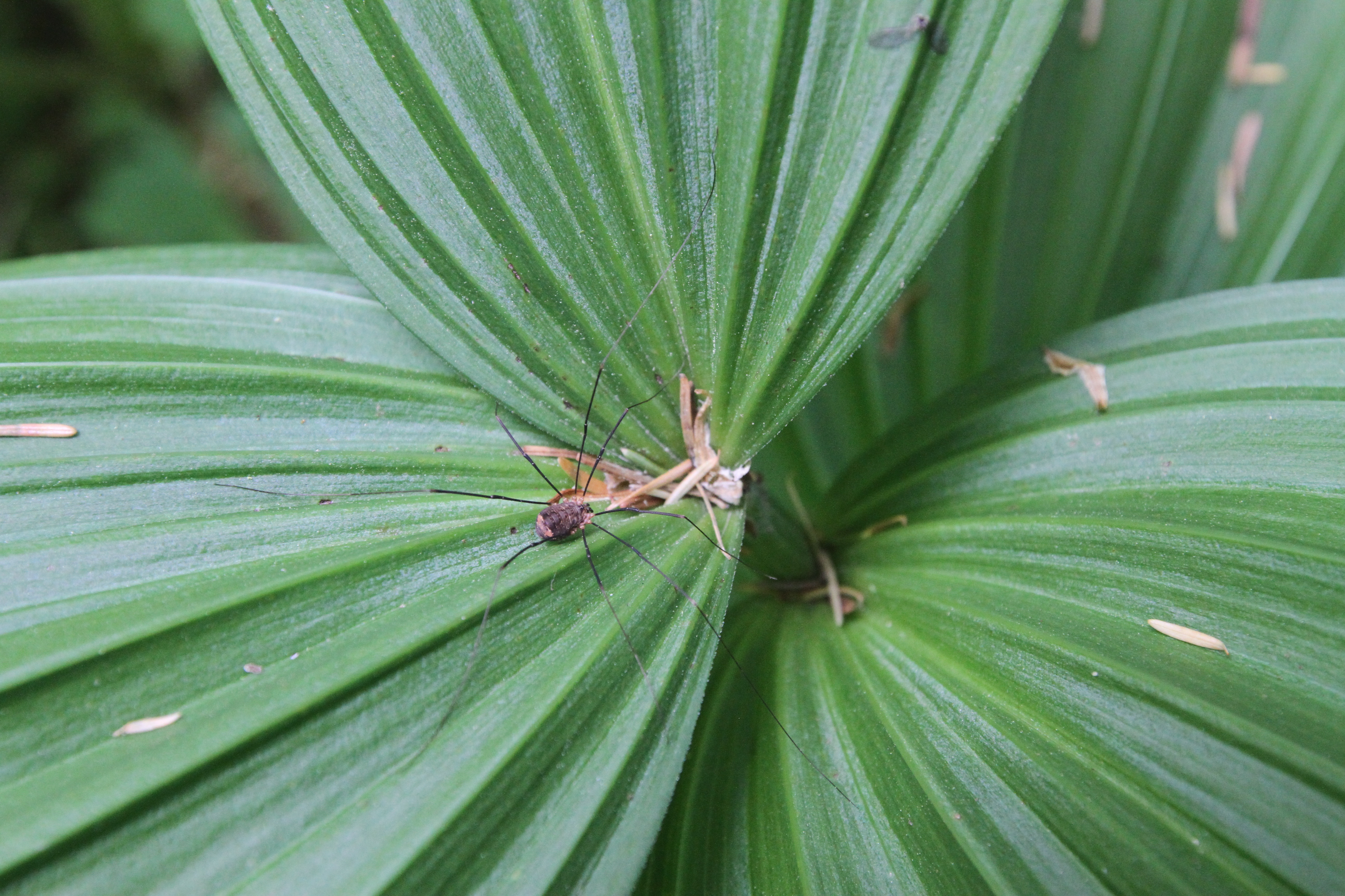 spiders