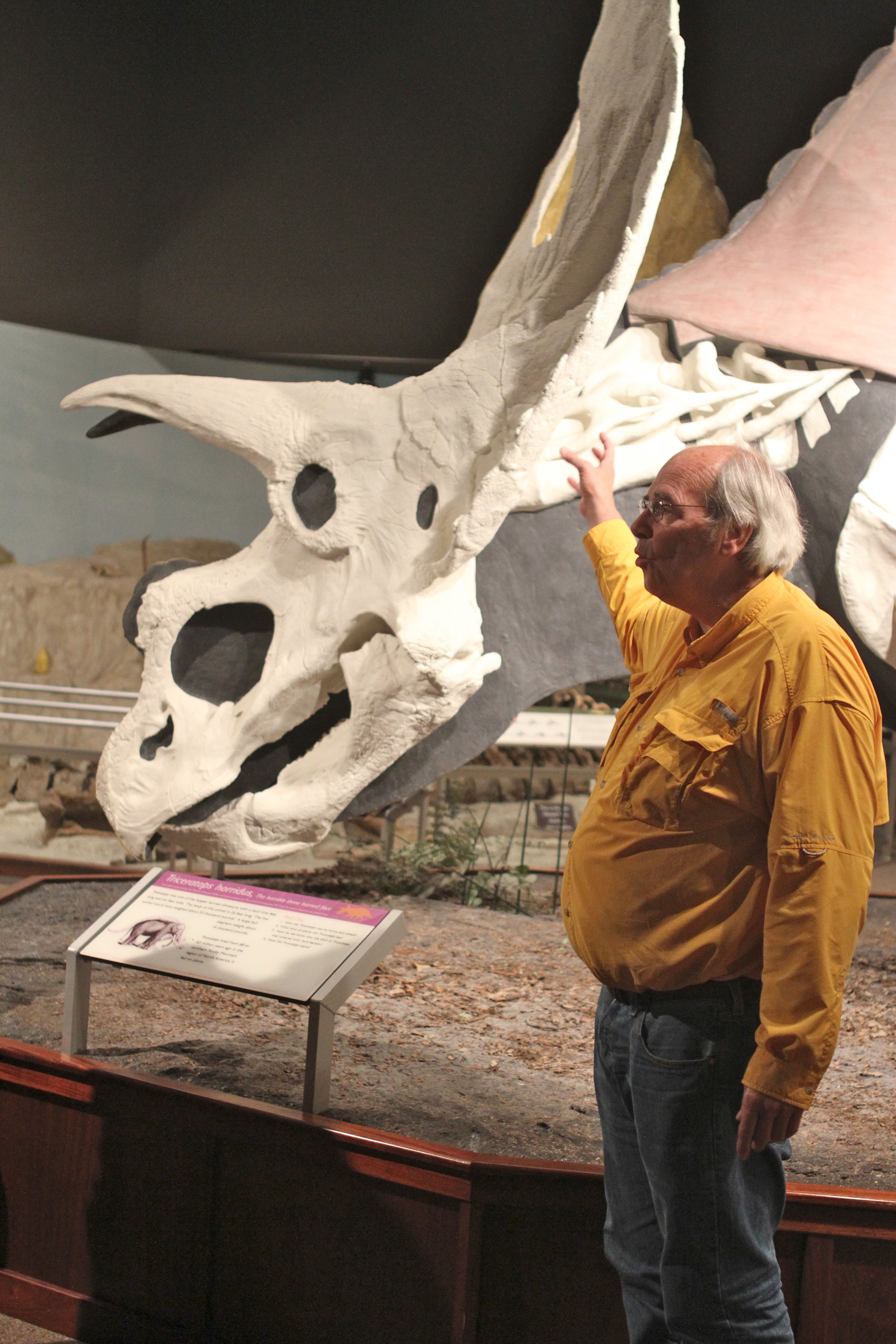 Torosaurs and Triceratops