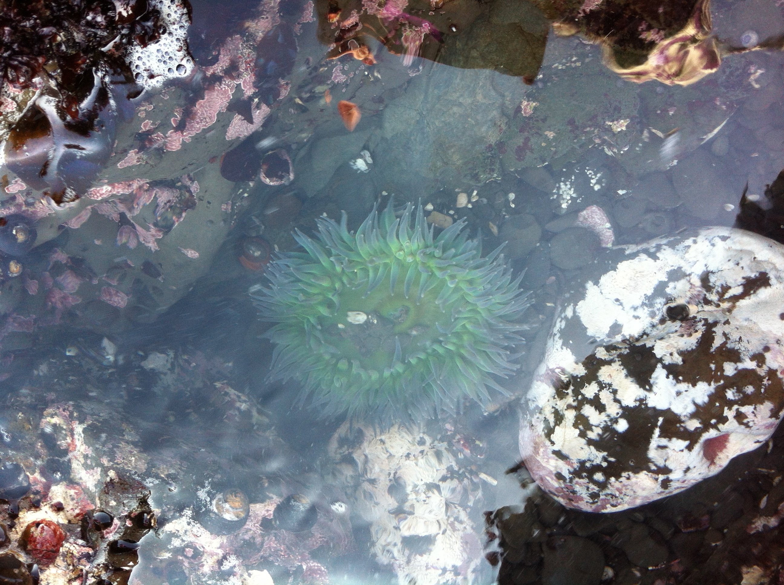 sea urchins