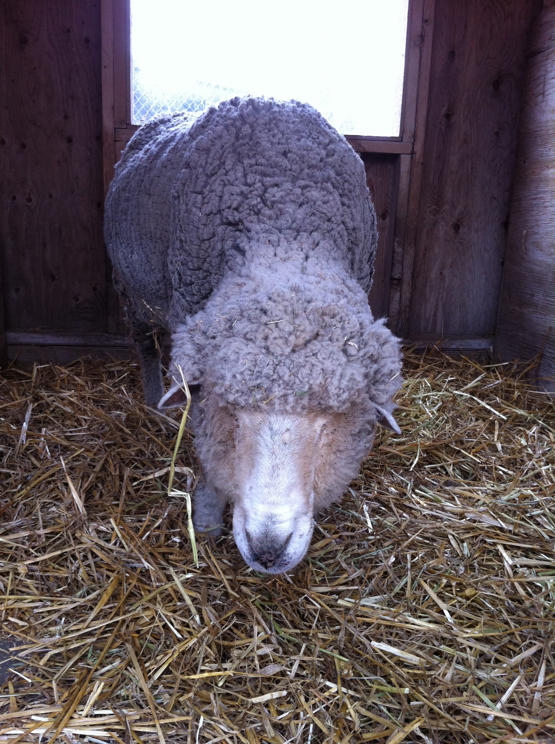 1 sheep