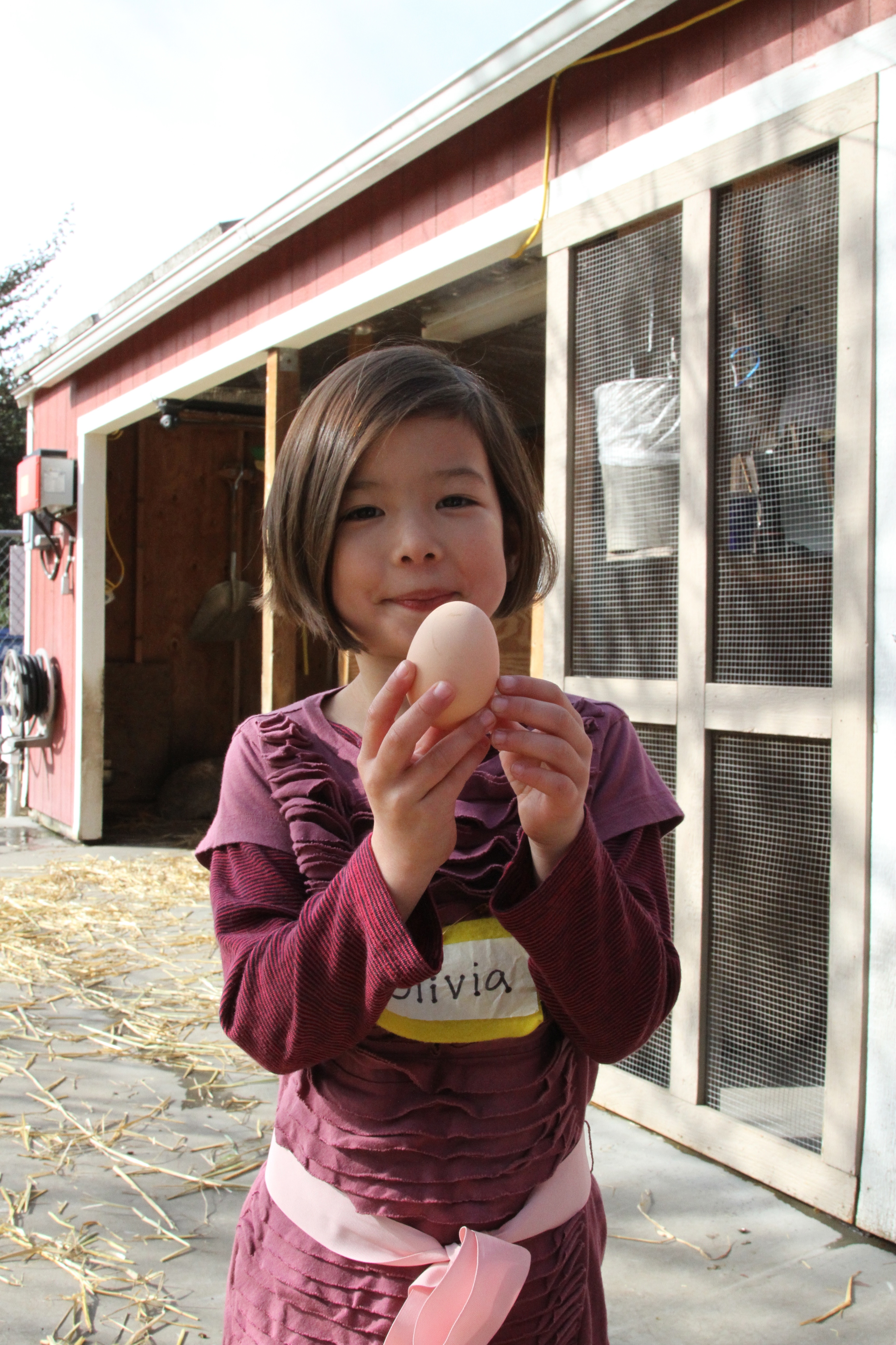 finding eggs in the coop